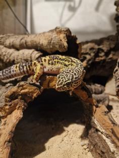 2 Geckos, da ich das Hobby aufgeben muss