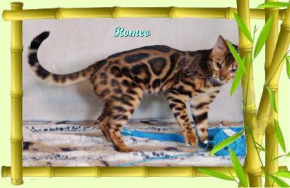 Exklusiver und pfiffiger Bengal Kater, Donat Rosetten, Eyecatcher, unkastriert!