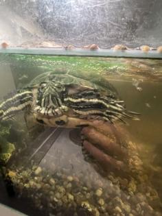 2 wasserschildkröten mit Zubehör