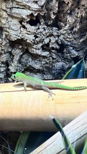 Phelsuma kochi aus eigener Nachzucht