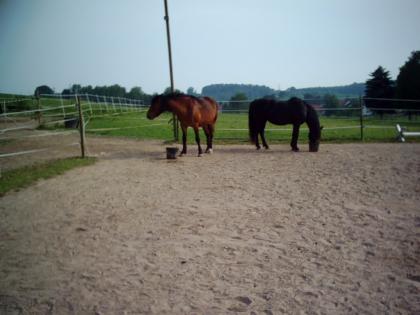 Offenstall in herrlicher Natur