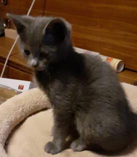 Süße blaue Kätzchen,  Kitten abzugeben