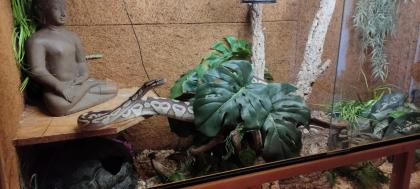 2 Köpy (Mojave)1.1 Inkl. Terrarium und zubehör