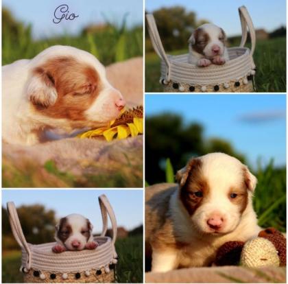Wunderschöne Australian Shepherd Welpen 