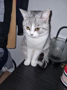 Bkh Mix deckkater 