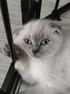 2 Bkh Scottish fold mix kitten