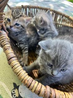 Wuschelweiche Kitten