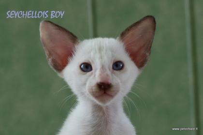 Oriental and Seychellois kittens ! for good price