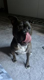 Pit-Staff-Mix sucht dringend neues Zuhause oder Pflegestelle!!