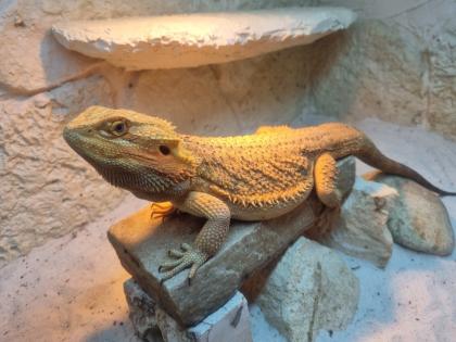 2 männliche Bartagame (Pogona vitticeps) suchen ein neues Zuhause, Einzelabgabe 