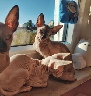 Sphynx Katzenbaby suchen neue Wohnung