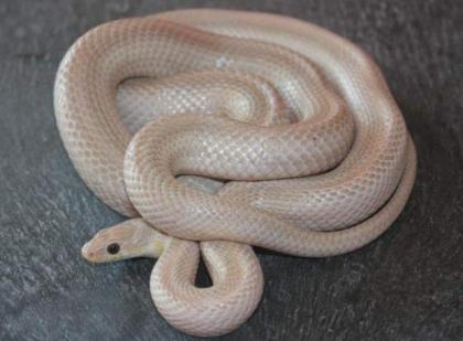 0.1 pantherophis guttatus (Kornnatter) - Ghost Bloodred Striped 66 % poss het. A