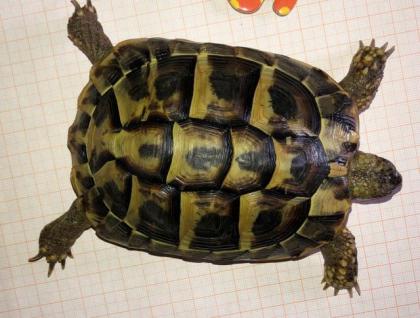 Griechische Landschildkröten