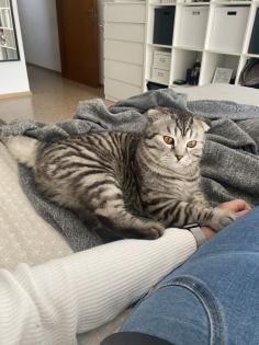 Bkh/SF Mix Kater 1,5 Jahre alt