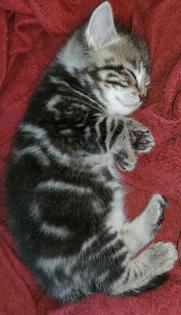 3. Kater abzugeben, Kitten, Kätzchen, männlich