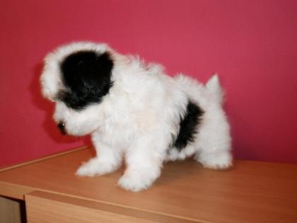 Havanese Welpen