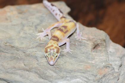 Leopardgecko Super Giant 0.1