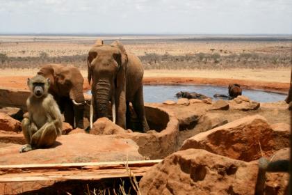 Safari in Kenia mit Badeurlaub