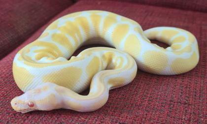 Königspython Albino 0.1