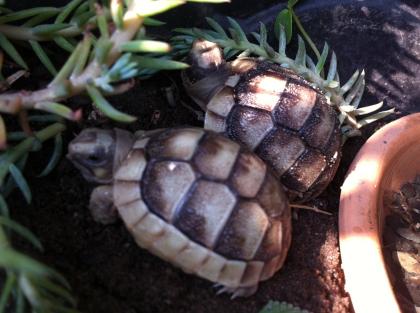 2- und 3-jährige Landschildkrötenbabies Testudo Marginata, Breitrandschildkröten