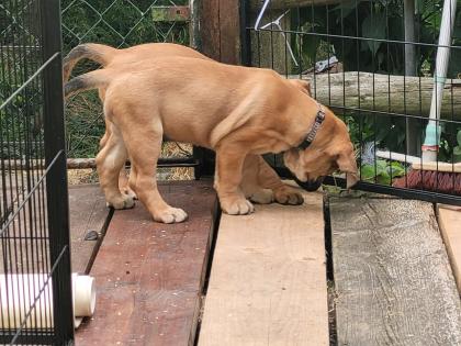 Wunderschöne Hundewelpen in Familienbande