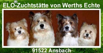 Familienhund Elo® - Welpen von Werths Echte Ende2021.