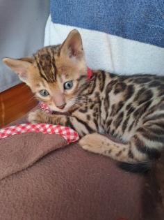 Schöne Bengal Kitten