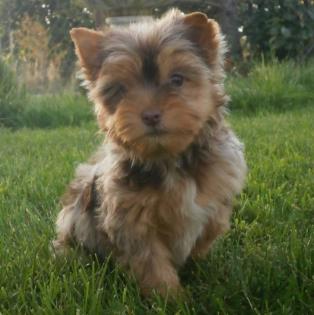 Merle yorkshire terrier mit Stammbaum