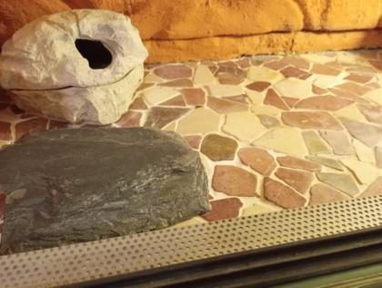 Terrarium,+zwei Leopardgeckos