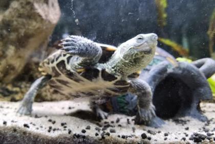 Dreikielschildkröte 1 Jahr 