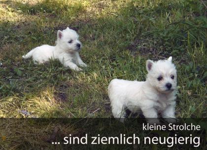 West Highland Terrier Welpen suchen dich!