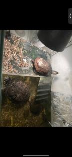 2 wasserschildkröten mit Zubehör