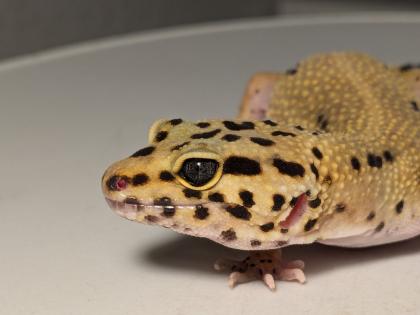 Leopardgecko aus Rostock 24.11.2024