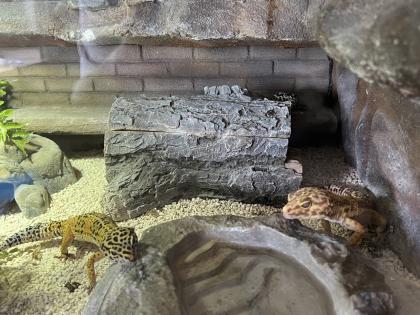 Terrarium mit 3 Leopardgeckos -vollausgestattet + Zubehör