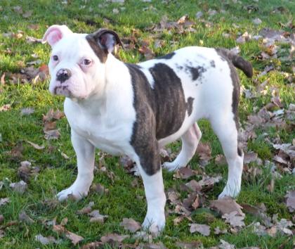 American Bulldog Welpe Weibchen