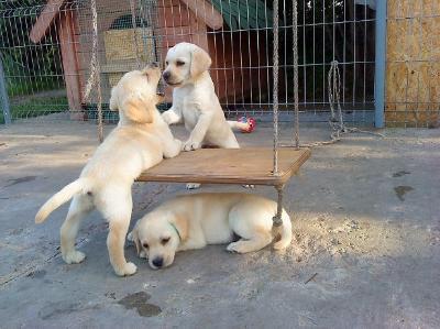 Süße Labradorwelpen suchen ein Zuhause!