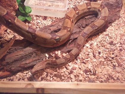 1.0 Boa Constrictor abzugeben