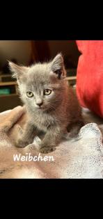 3 BKH Kitten suchen ein Neues Zuhause :)