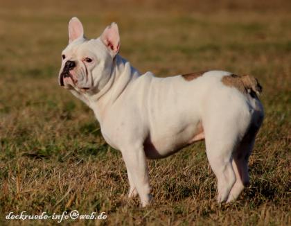 Französische Bulldogge Deckrüde creme fawn blue Schecke