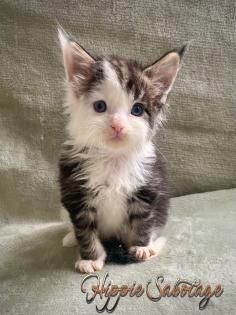 Traumhafte Maine Coon Babys mit Stammbaum