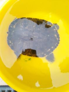 Schildkröten 3 Stück