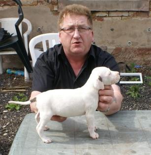 Dogo Argentino Welpen ab 25.05-0.7978