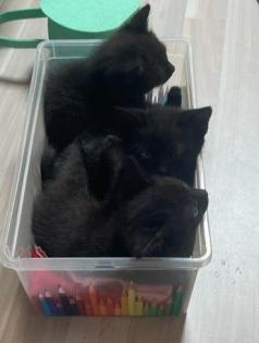 Katzenbabys suchen neues Zuhause