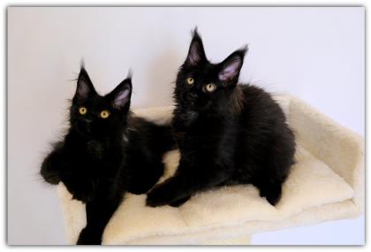 Mystisch und magisch - 2 Maine Coon Kitten black solid.