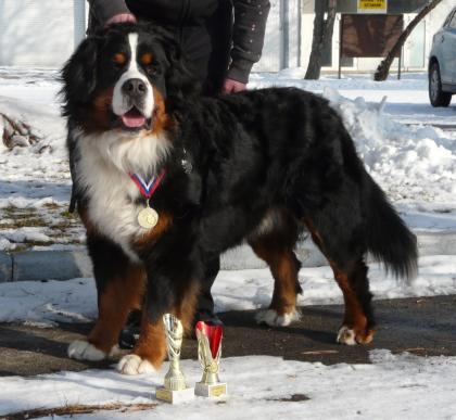 Bernersennenhund Welpe