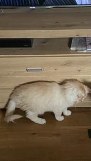 Ein verschmuste Maine Coon Katze sucht nettes zu Hause