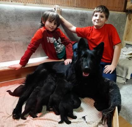 Altdeutsche Schäferhunde schwarz