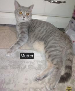 Zuckersüße BKh Kitten reinrassig ? abgabebereit