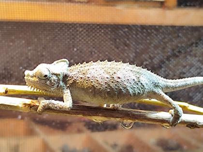 Helmchamäleon Zucht Trioceros Hoehnelii