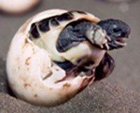 Landschildkröte Testudo marginata zu verkaufen